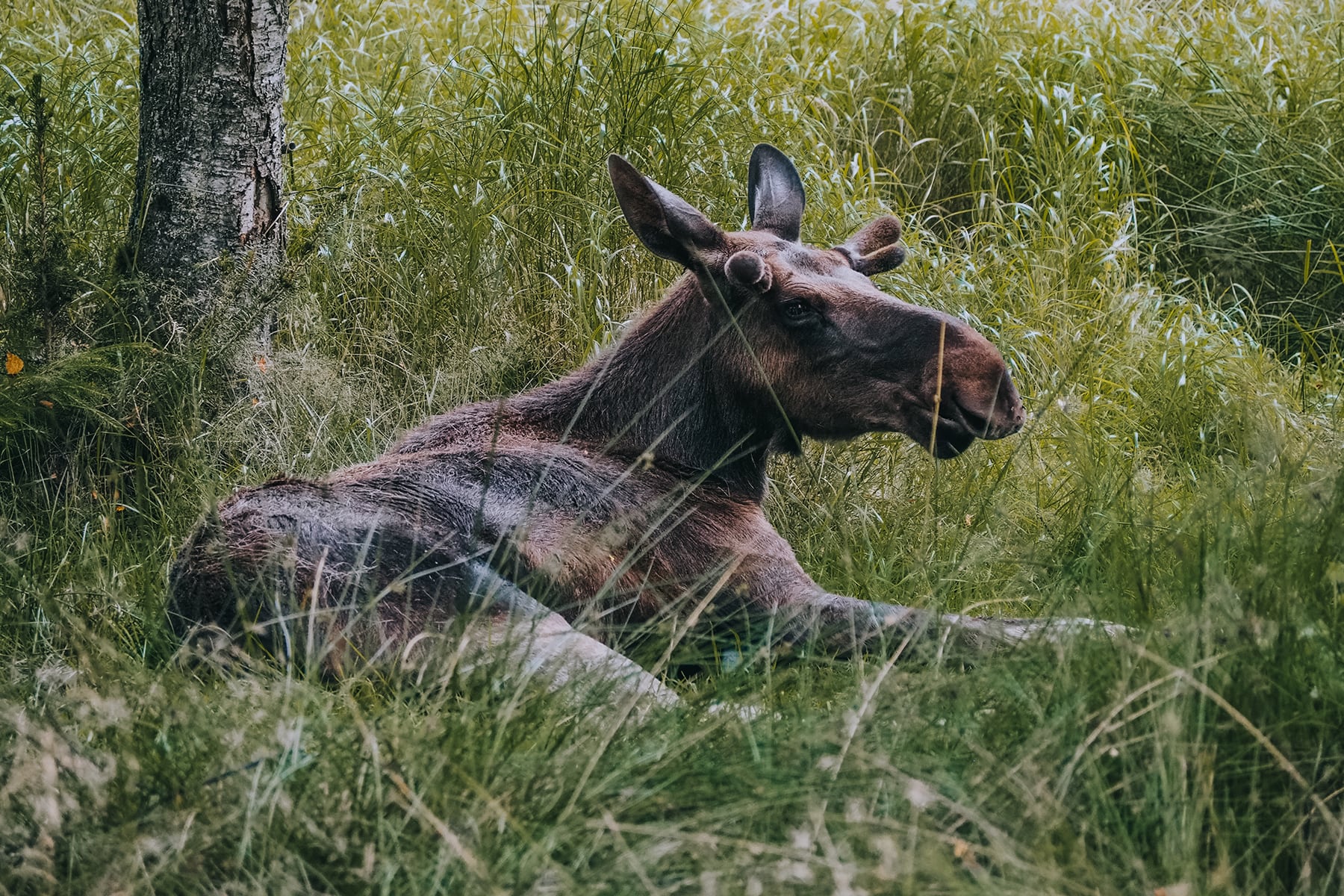 Elch Safari Smalandet Småland Schweden