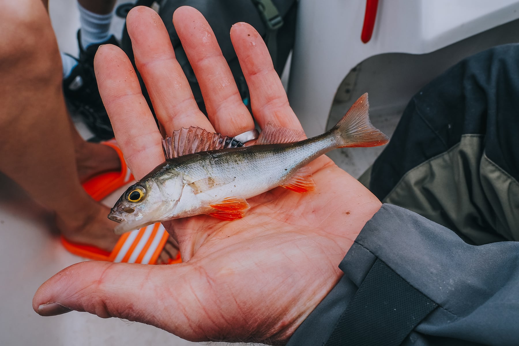 Åsnen Nationalpark Angeln im Småland