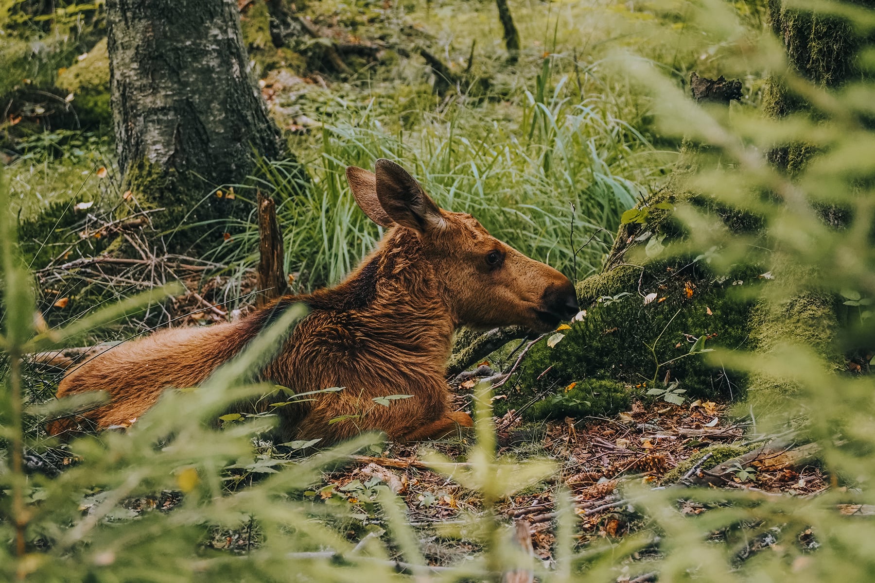 Elch Safari Smalandet Småland Schweden
