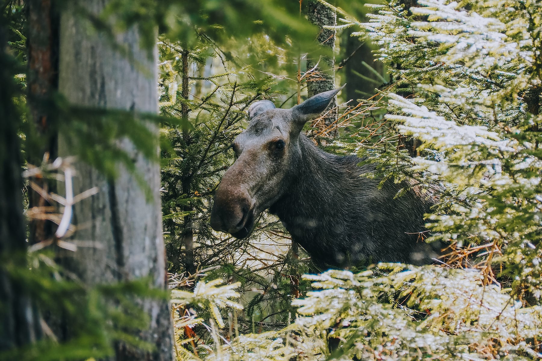 Elch Safari Smalandet Småland Schweden