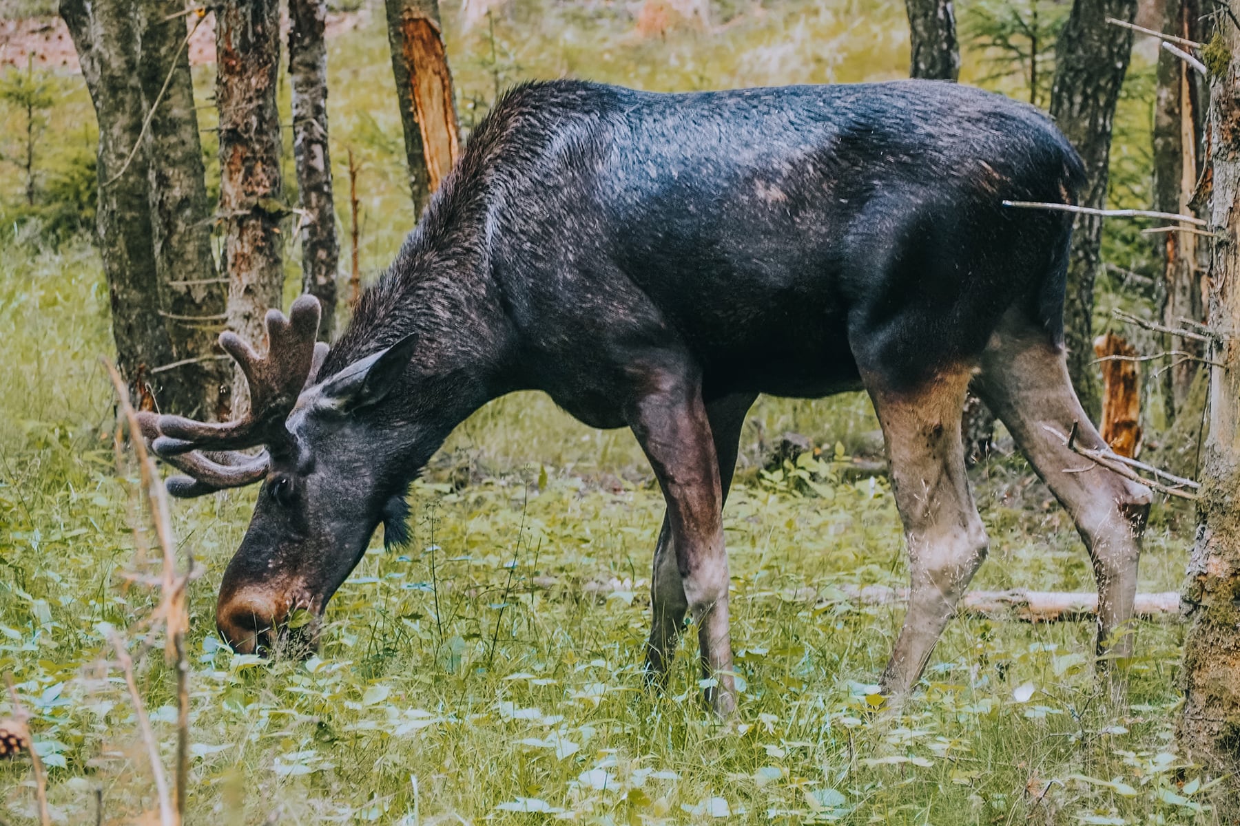 Elch Safari Smalandet Småland Schweden