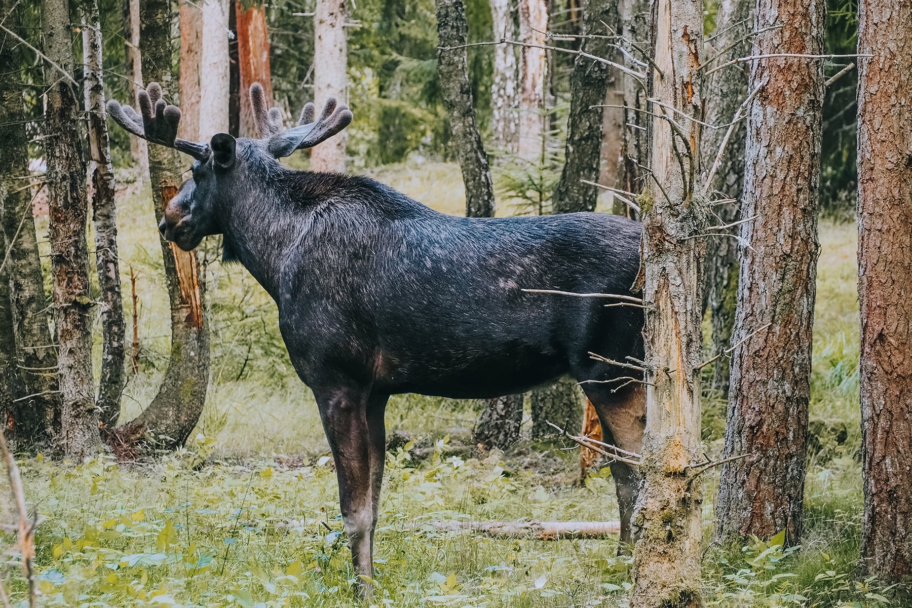 Elch Safari Smalandet Småland Schweden
