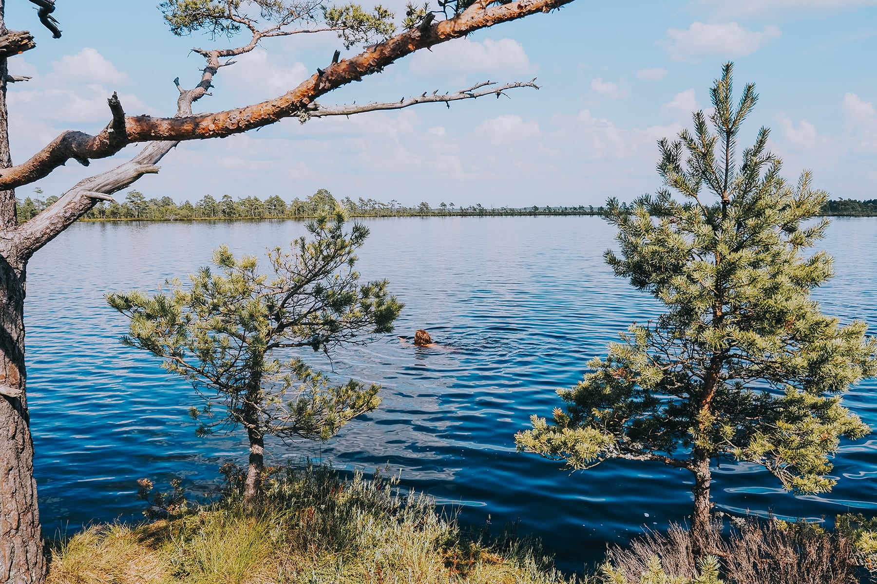 Hochmoor Store Mosse in Småland Schweden