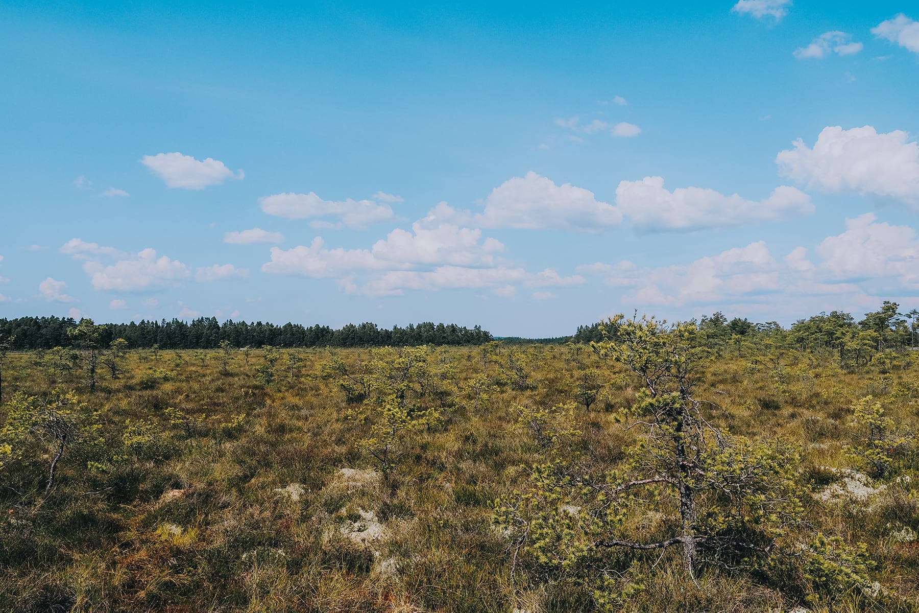 Hochmoor Store Mosse in Småland Schweden