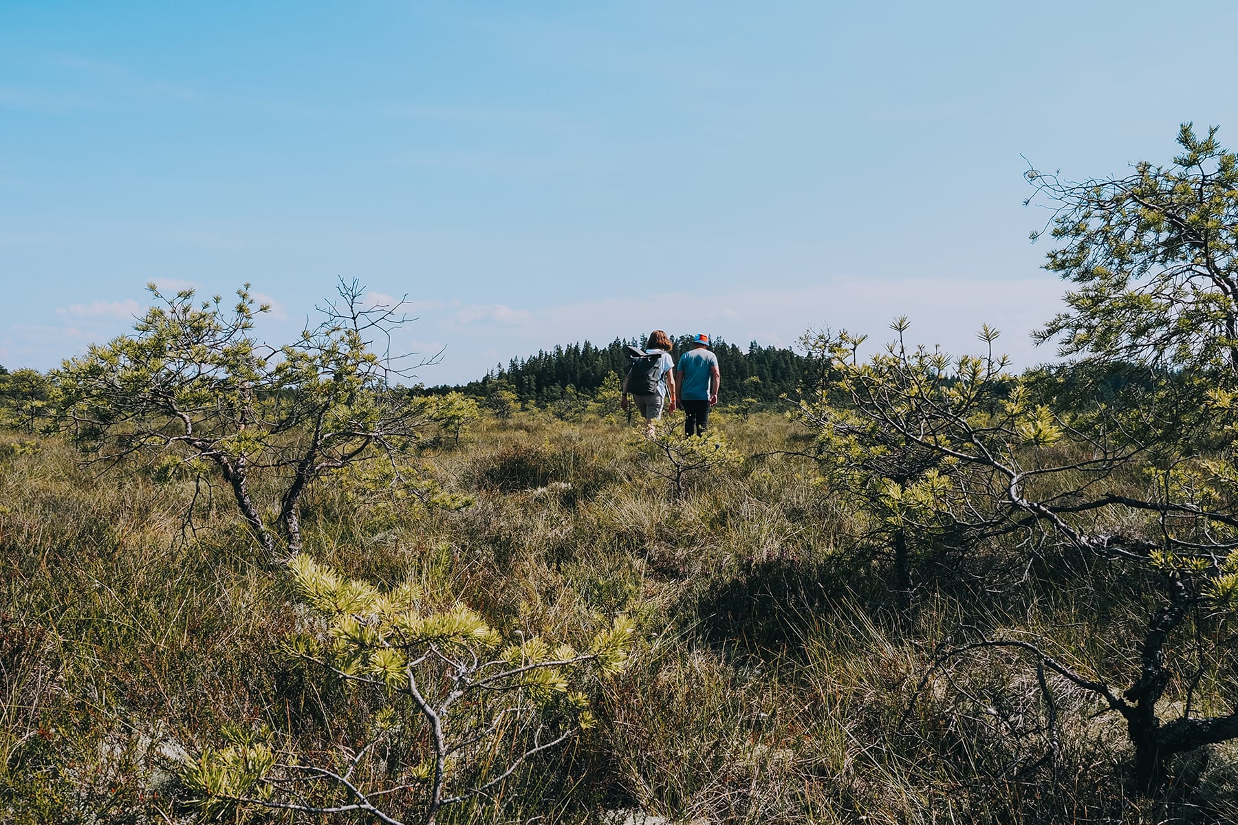 Hochmoor Store Mosse in Småland Schweden