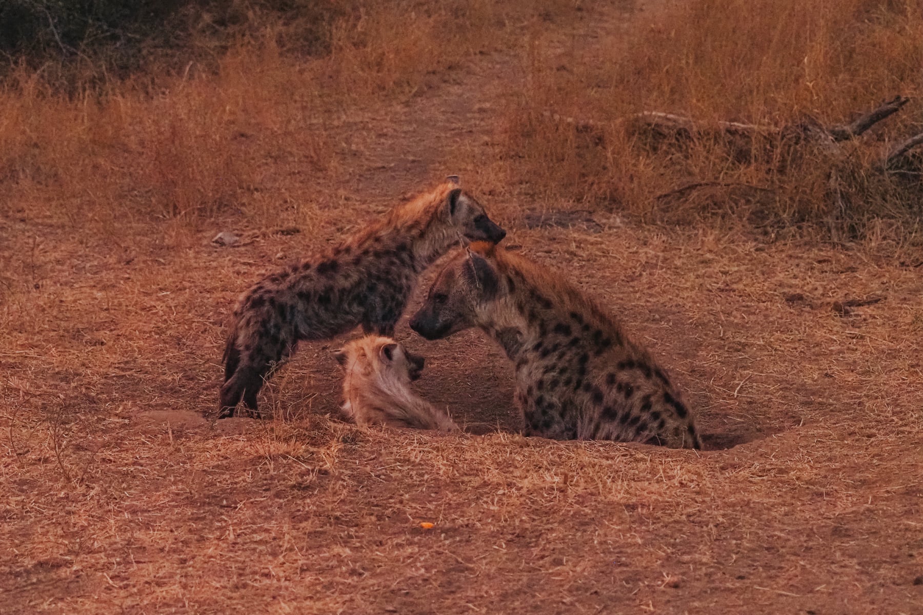 Kruger Nationalpark Safari Südafrika