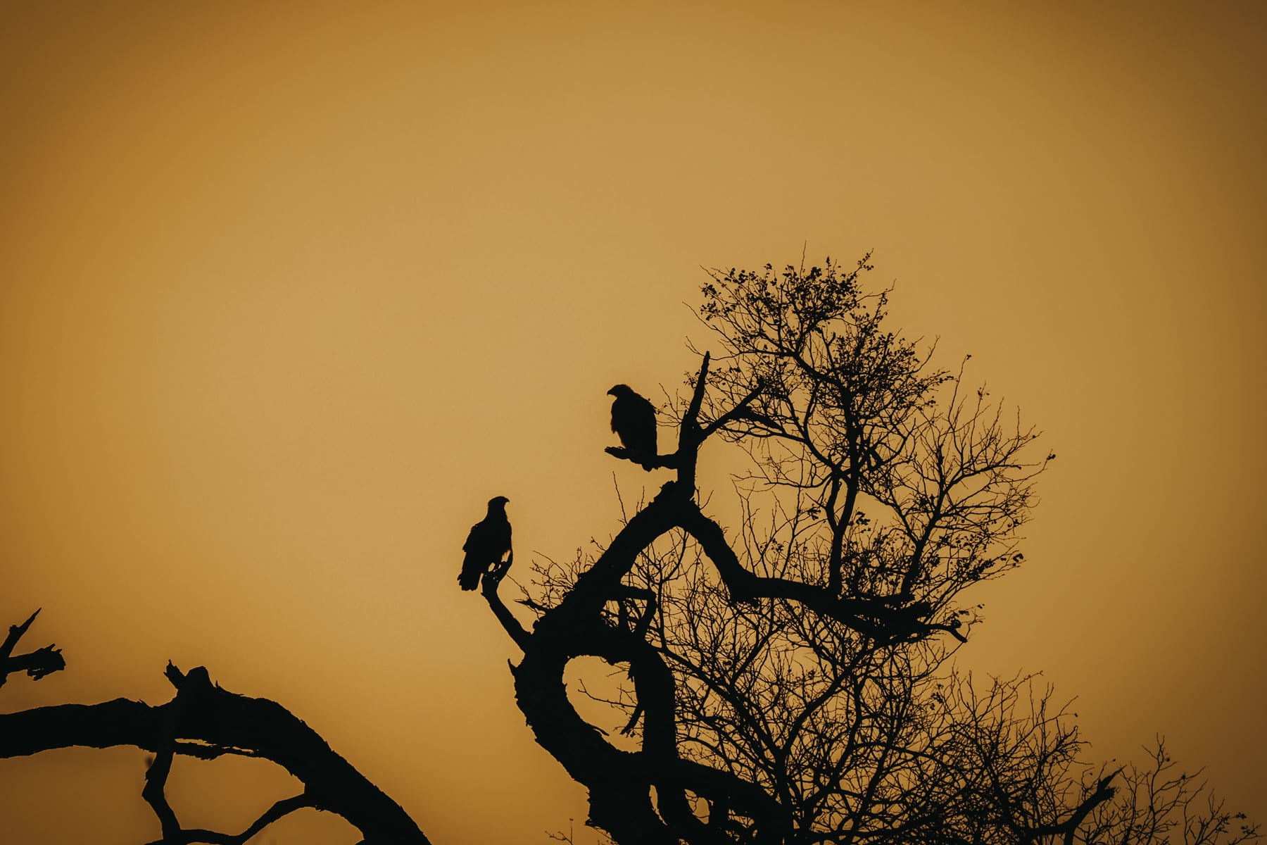 Kruger Nationalpark Safari Südafrika