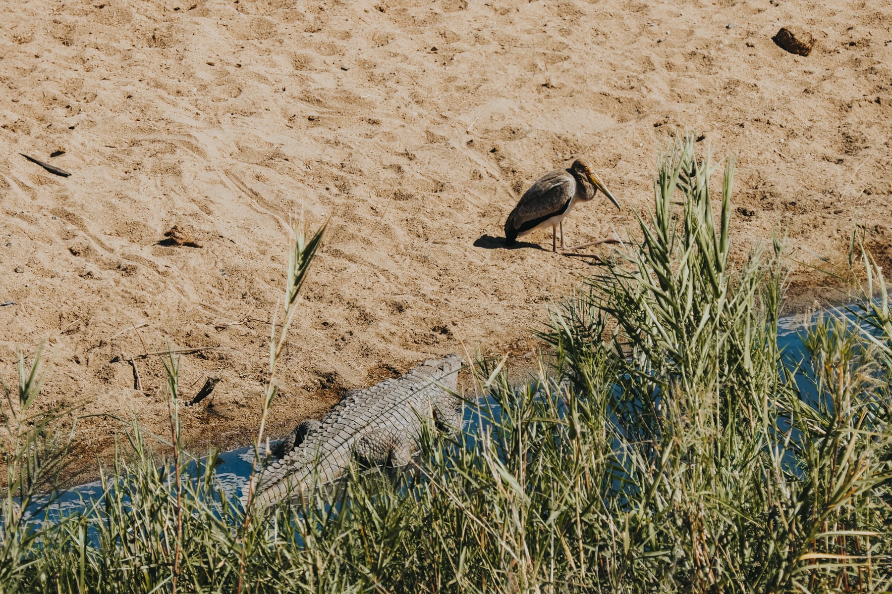 Kruger Nationalpark Safari Südafrika Vogel