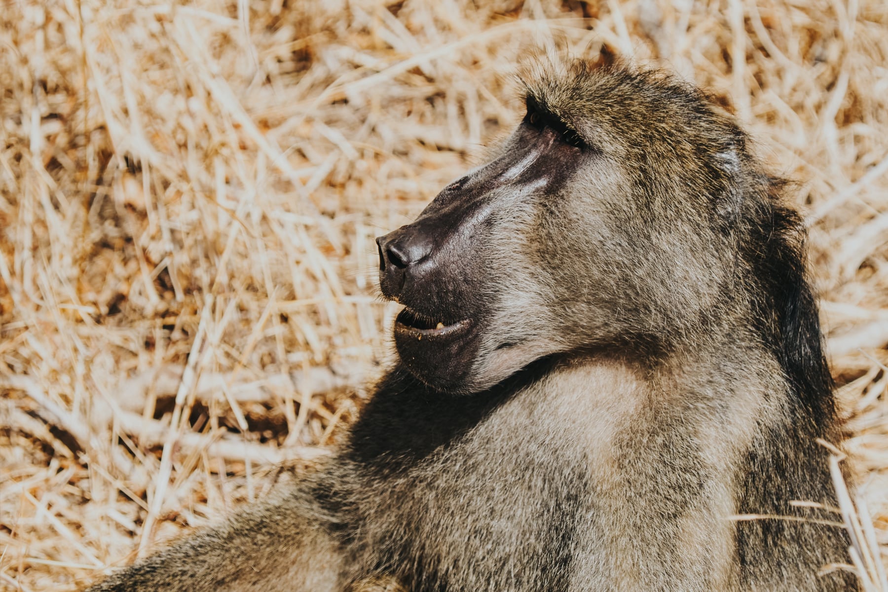 Kruger Nationalpark Safari Südafrika