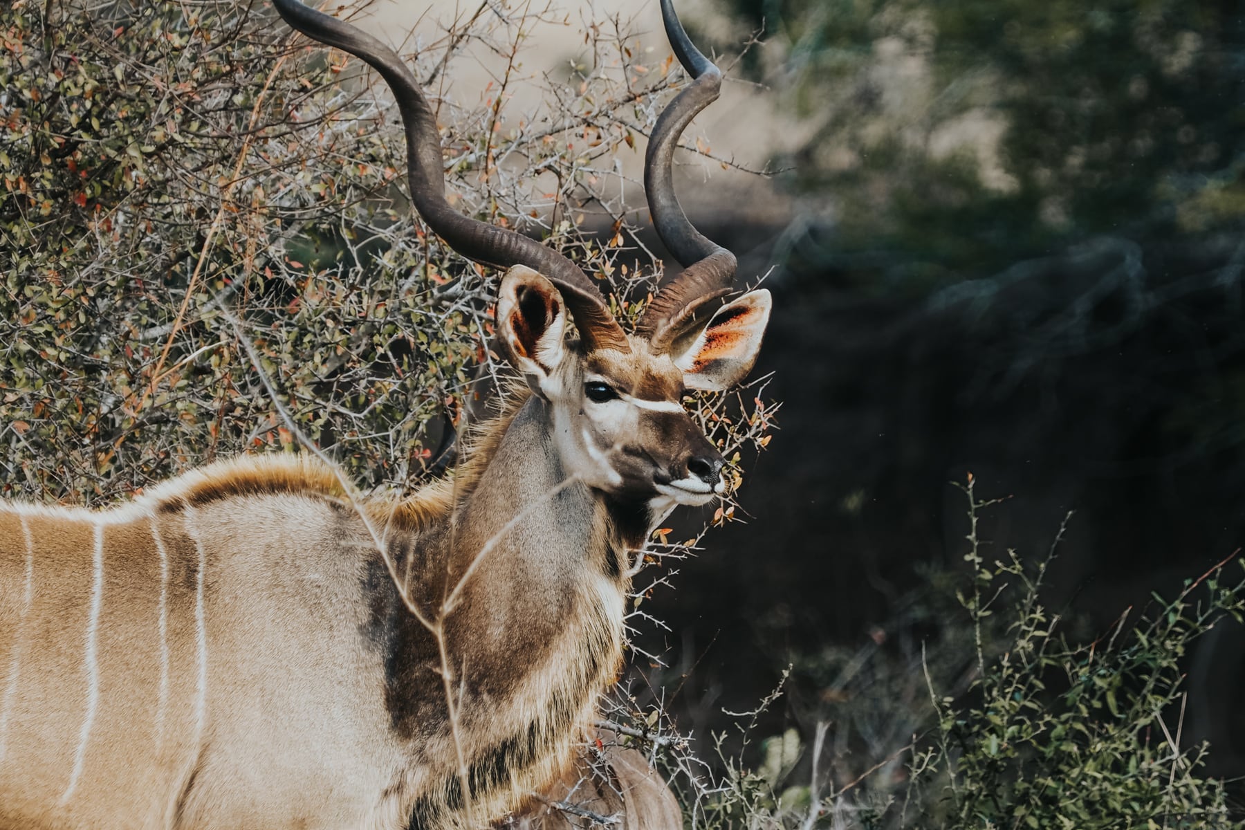 Kruger Nationalpark Safari Südafrika