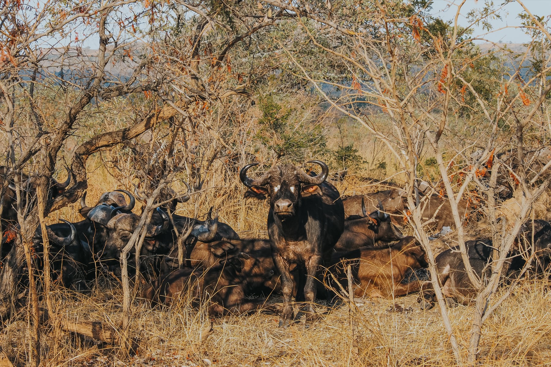 Kruger Nationalpark Safari Südafrika