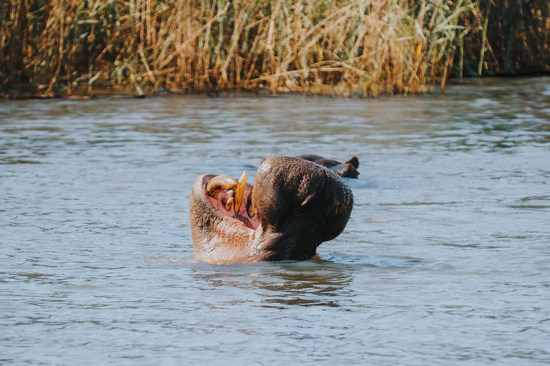 Santa Lucia Südafrika Hippos Flusspferde