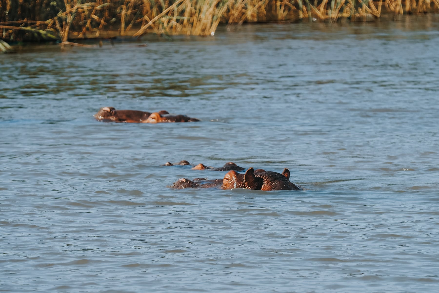 Santa Lucia Südafrika Hippos Flusspferde