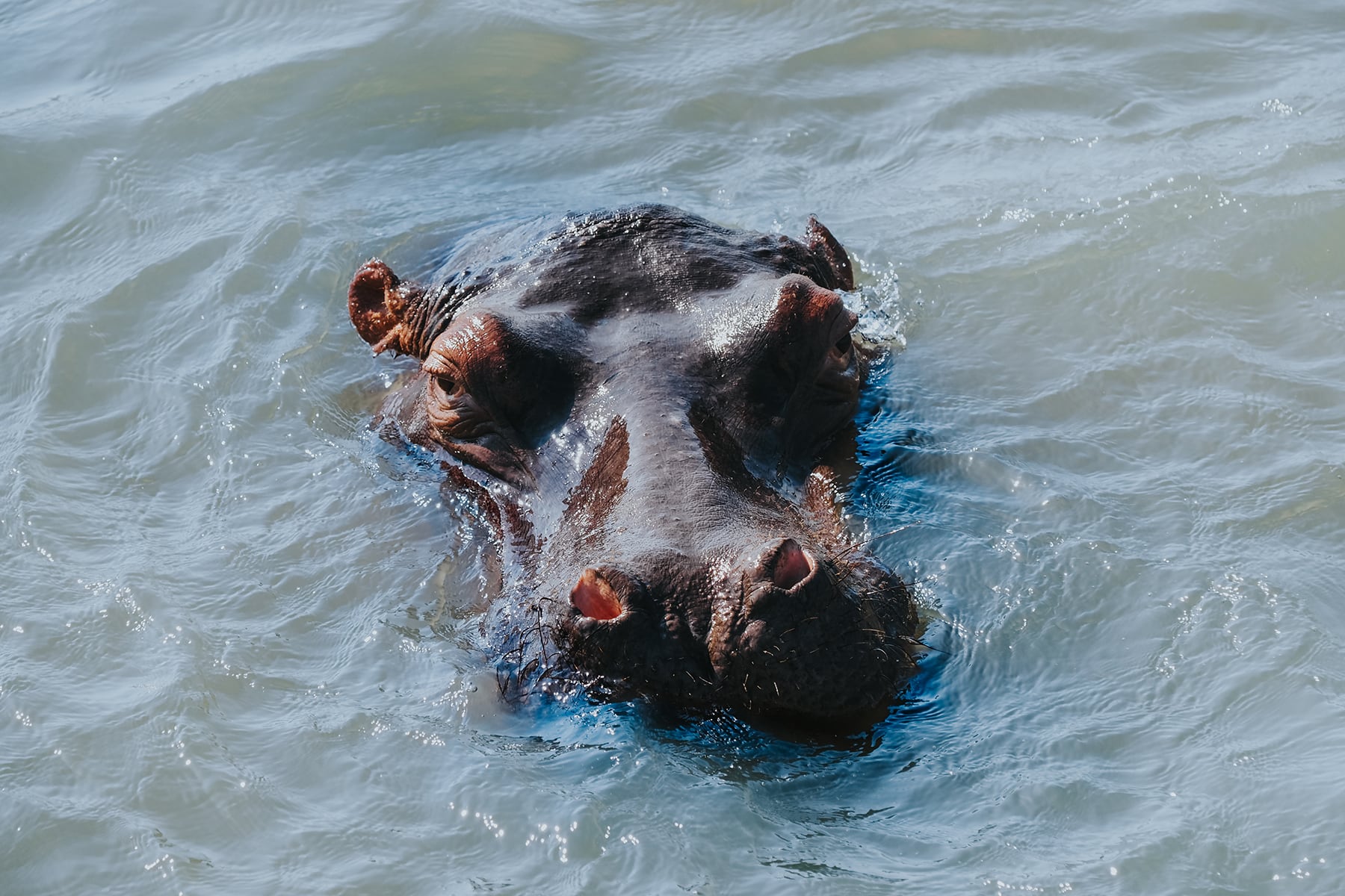 Santa Lucia Südafrika Hippos Flusspferde