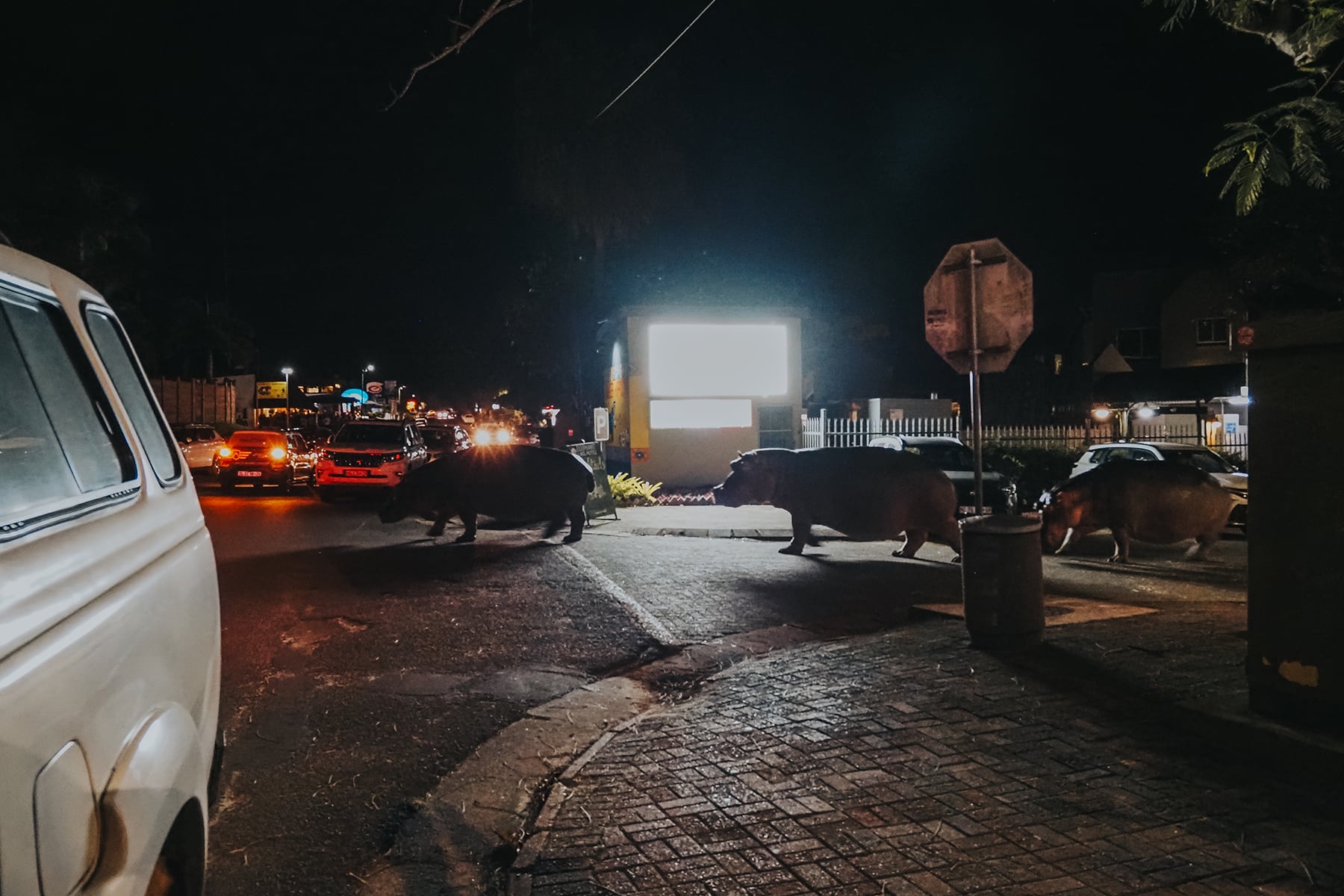 Santa Lucia Hippos Flusspferd Südafrika