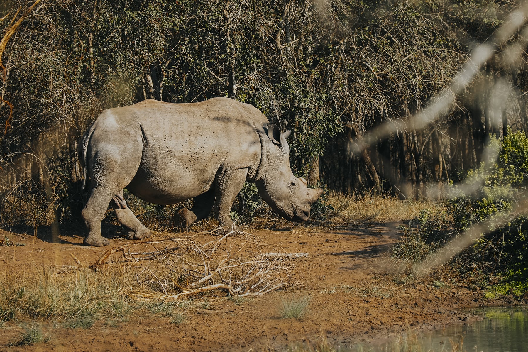 Hluhluwe-Imfolosi-Park Südafrika Safari