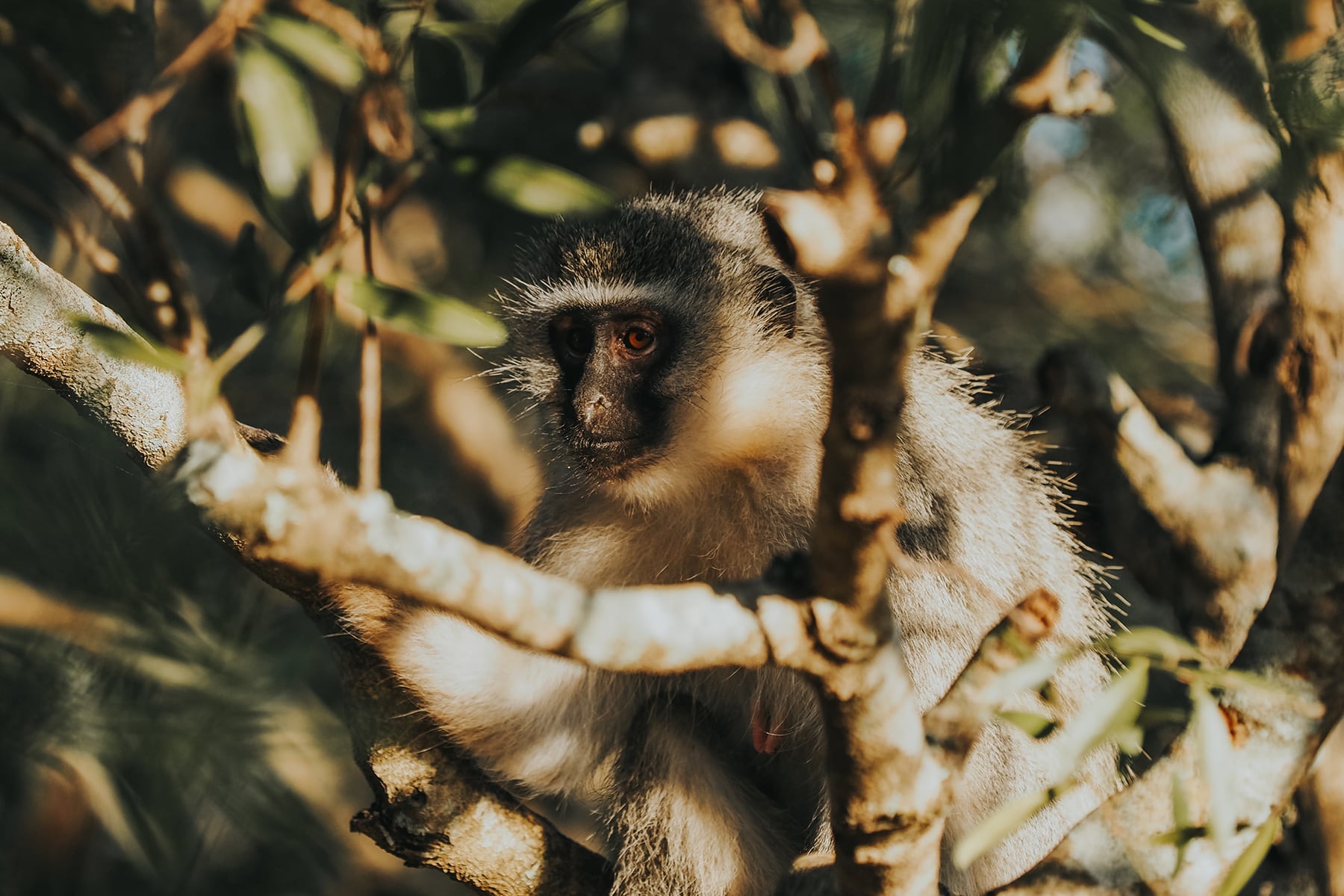 Hluhluwe-Imfolosi-Park Südafrika Affe