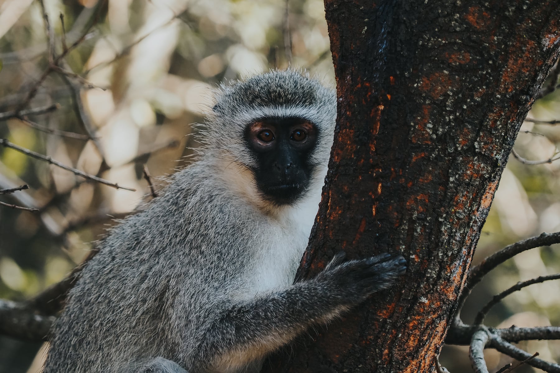 Hluhluwe-Imfolosi-Park Südafrika