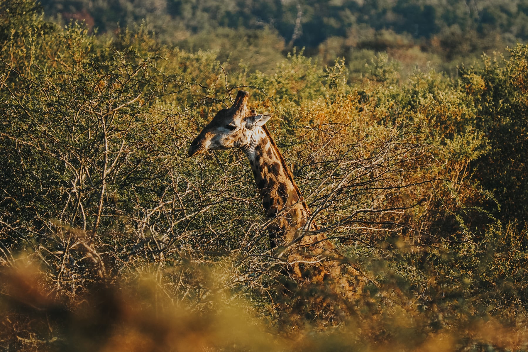 Hluhluwe-Imfolosi-Park Südafrika