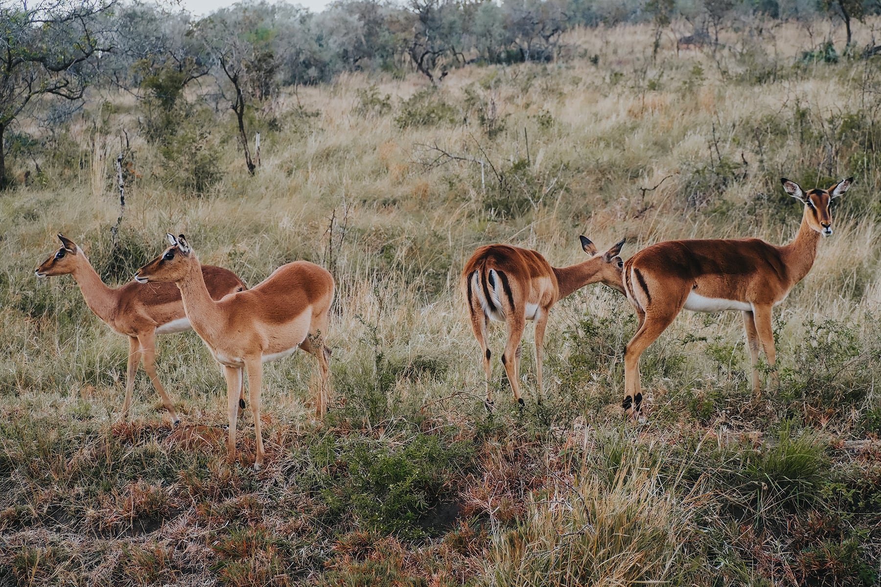 Hluhluwe-Imfolosi-Park Südafrika