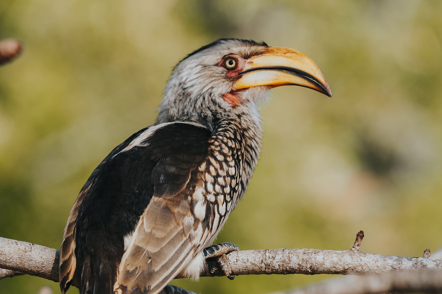 Kruger Nationalpark Safari Südafrika Vogel
