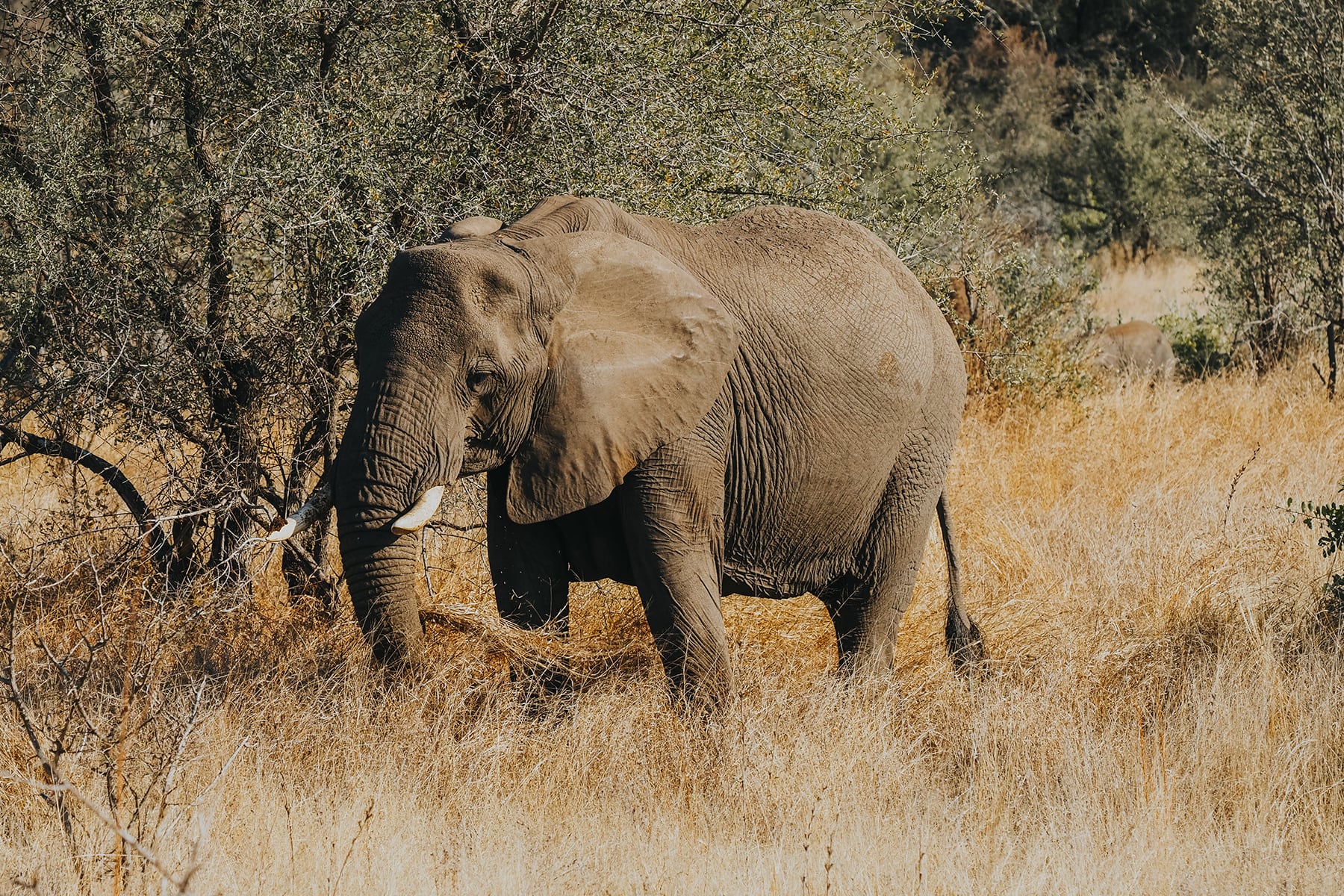 Rundreise mit Familie durch Südafrika Kruger Nationalpark