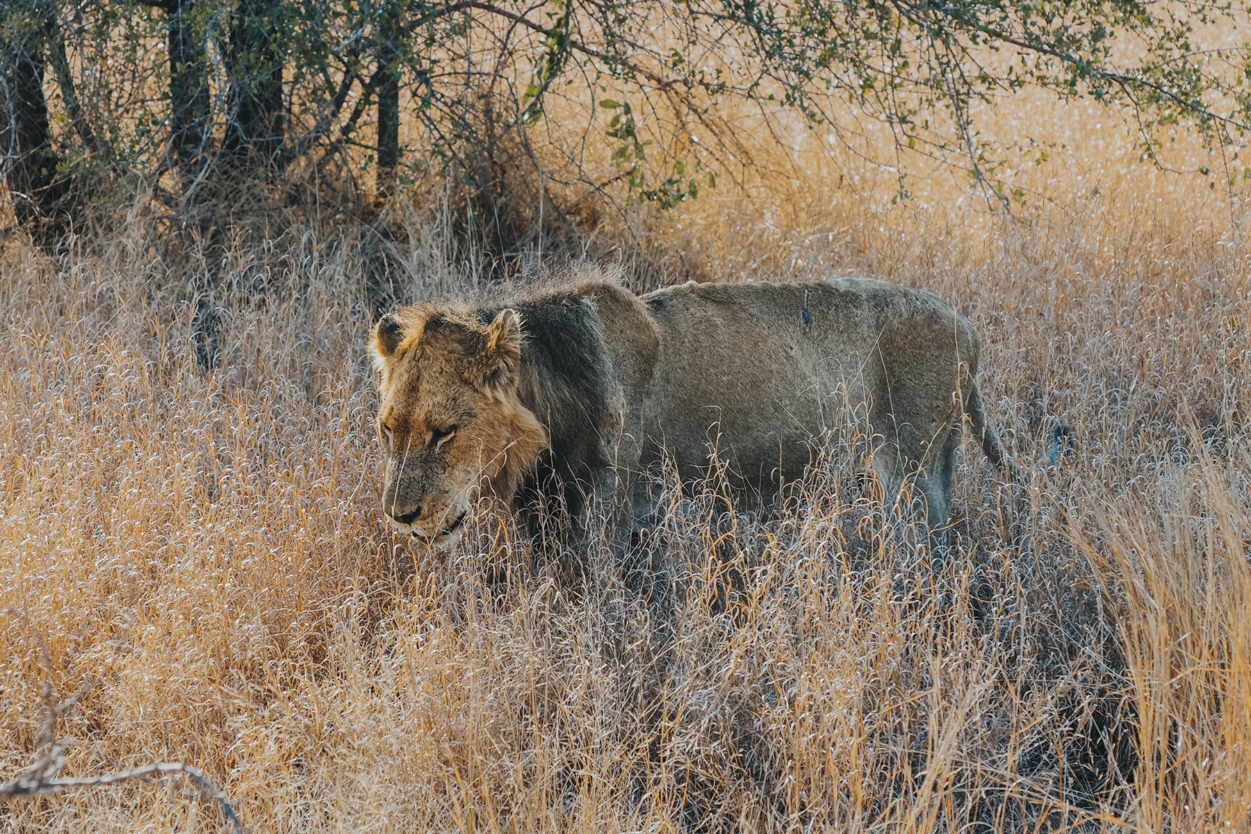 Kruger Nationalpark Safari Südafrika Löwe