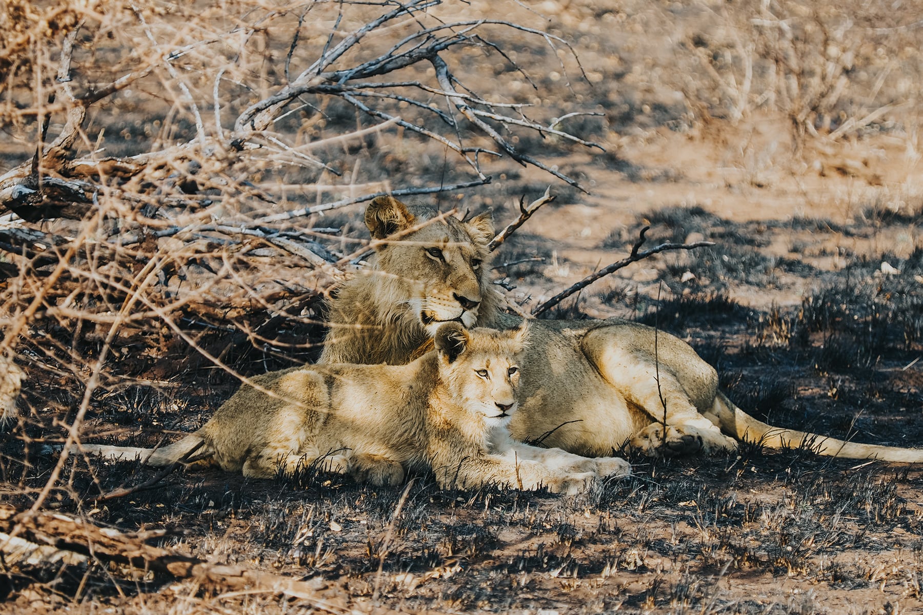 Kruger Nationalpark Safari Südafrika Löwen