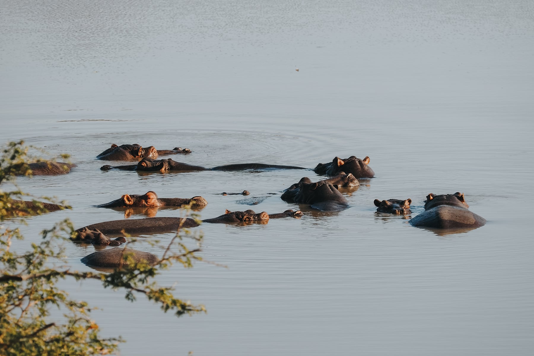 Kruger Nationalpark Safari Südafrika Hippos Nilpferde