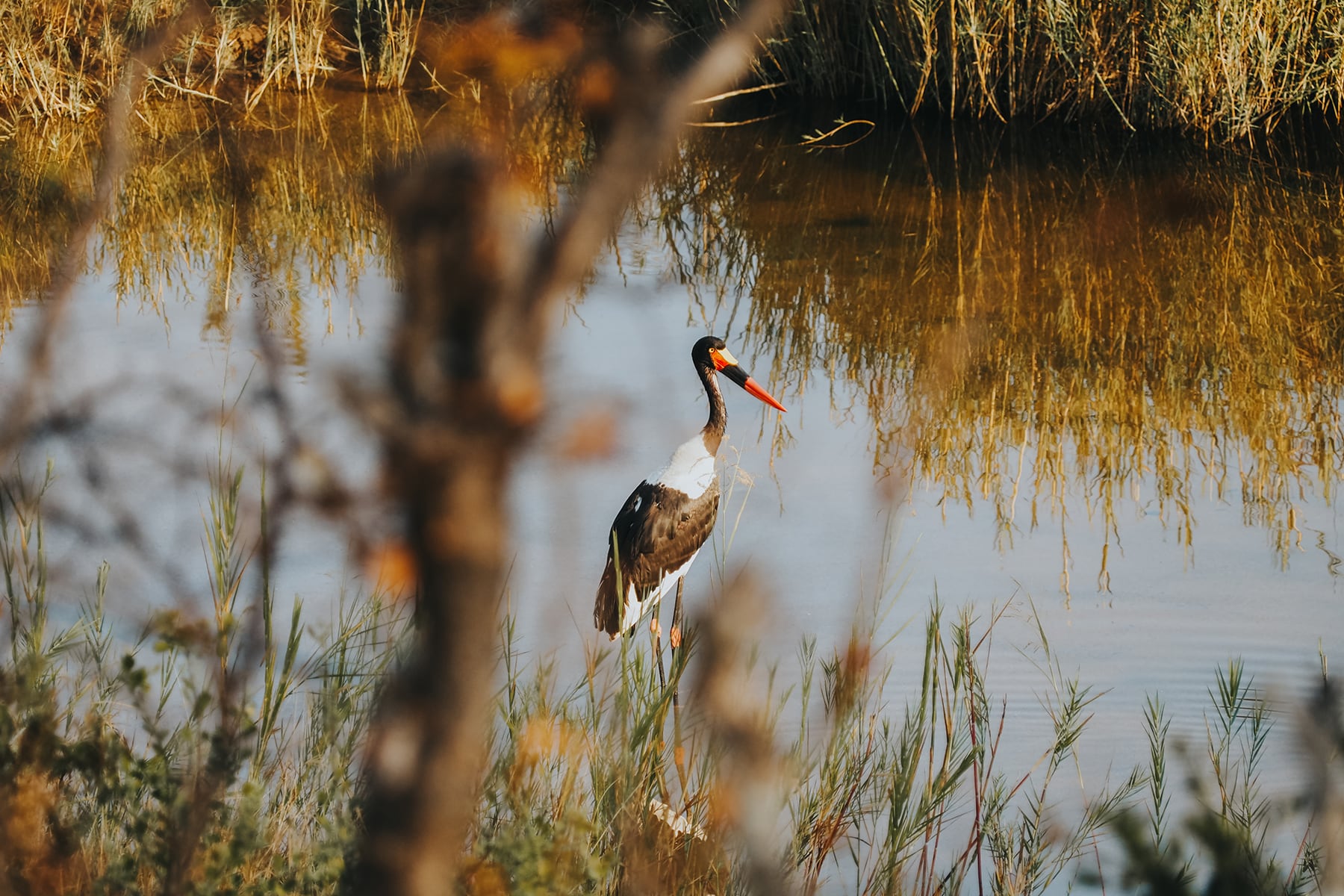 Kruger Nationalpark Safari Südafrika Vogel