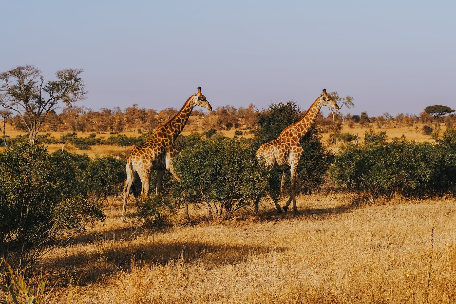 Kruger Nationalpark Safari Südafrika