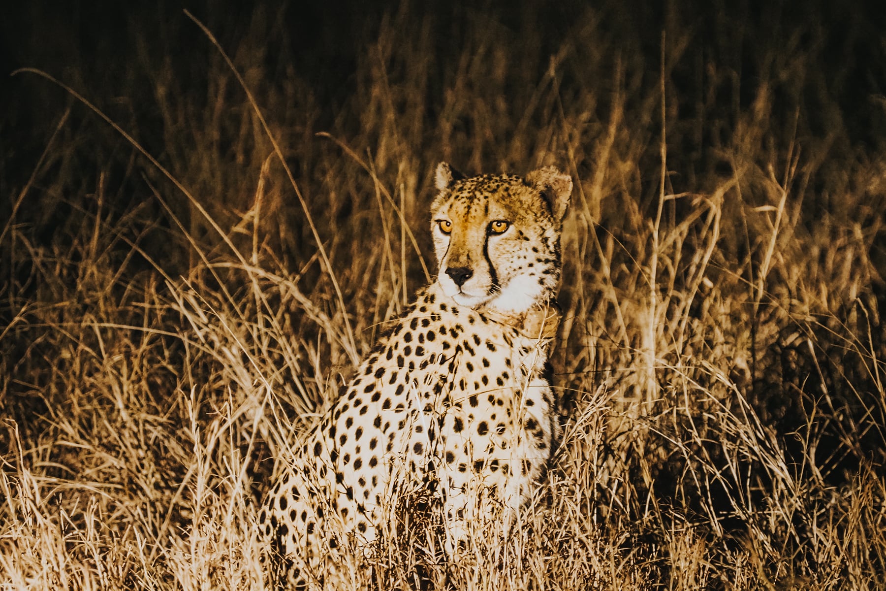 Kruger Nationalpark Safari Südafrika
