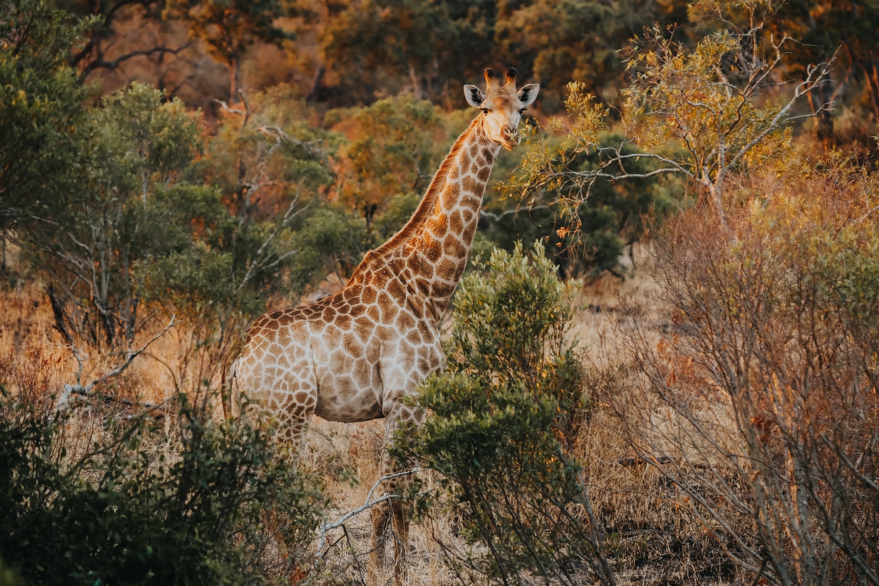 Kruger Nationalpark Safari Südafrika