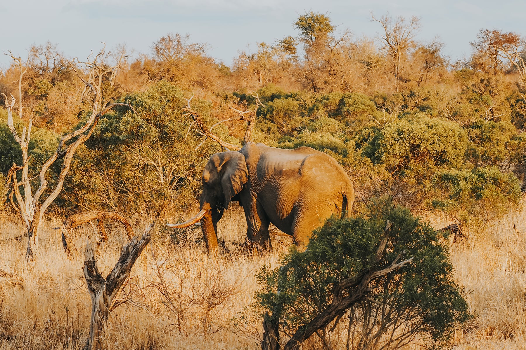 Kruger Nationalpark Safari Südafrika Elefant