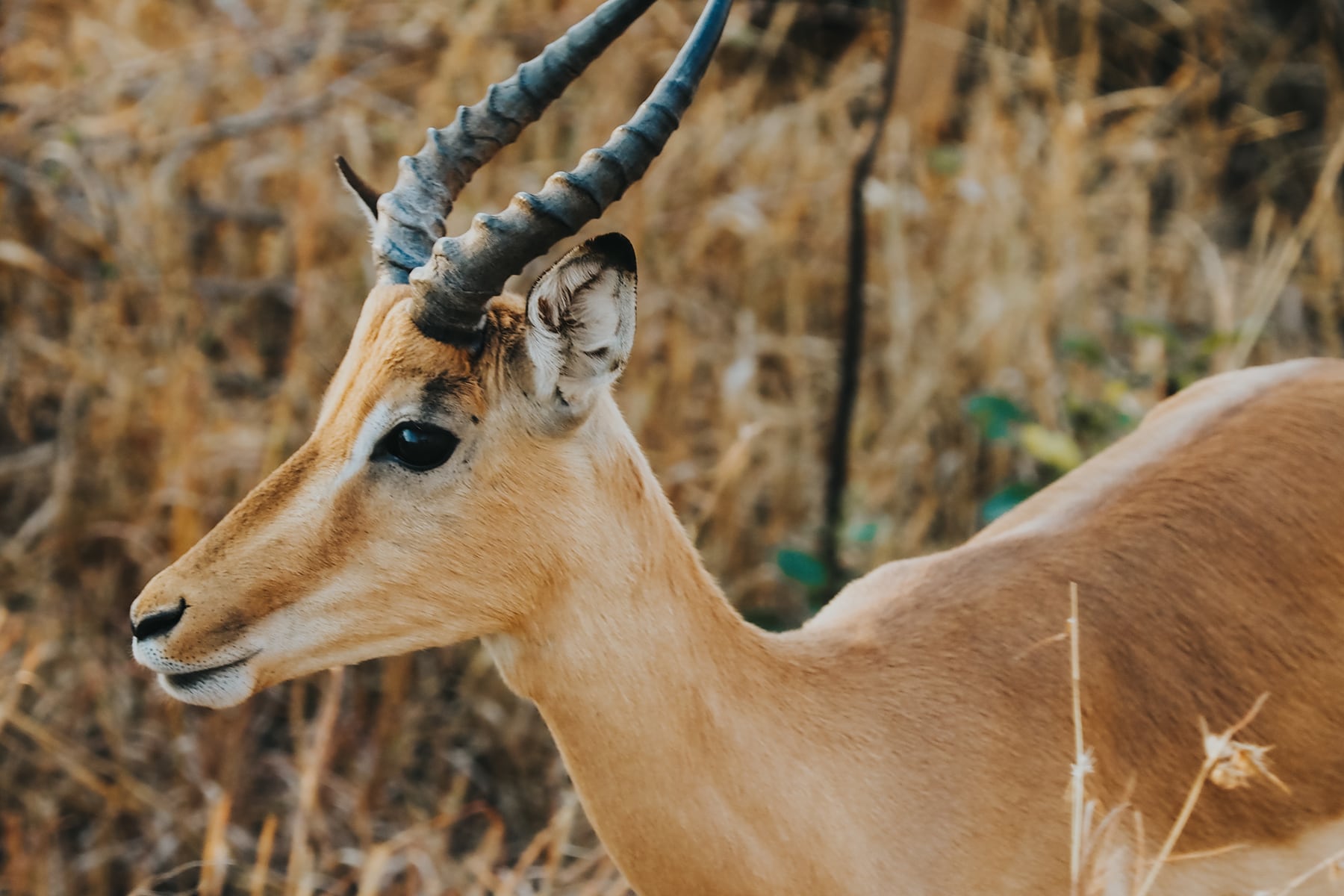 Kruger Nationalpark Safari Südafrika