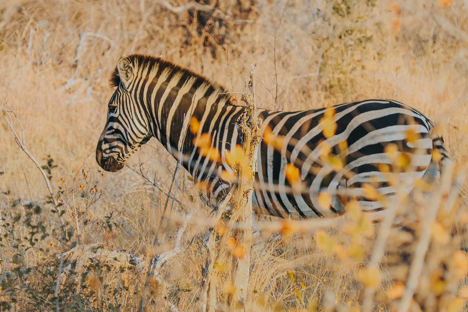Kruger Nationalpark Safari Südafrika