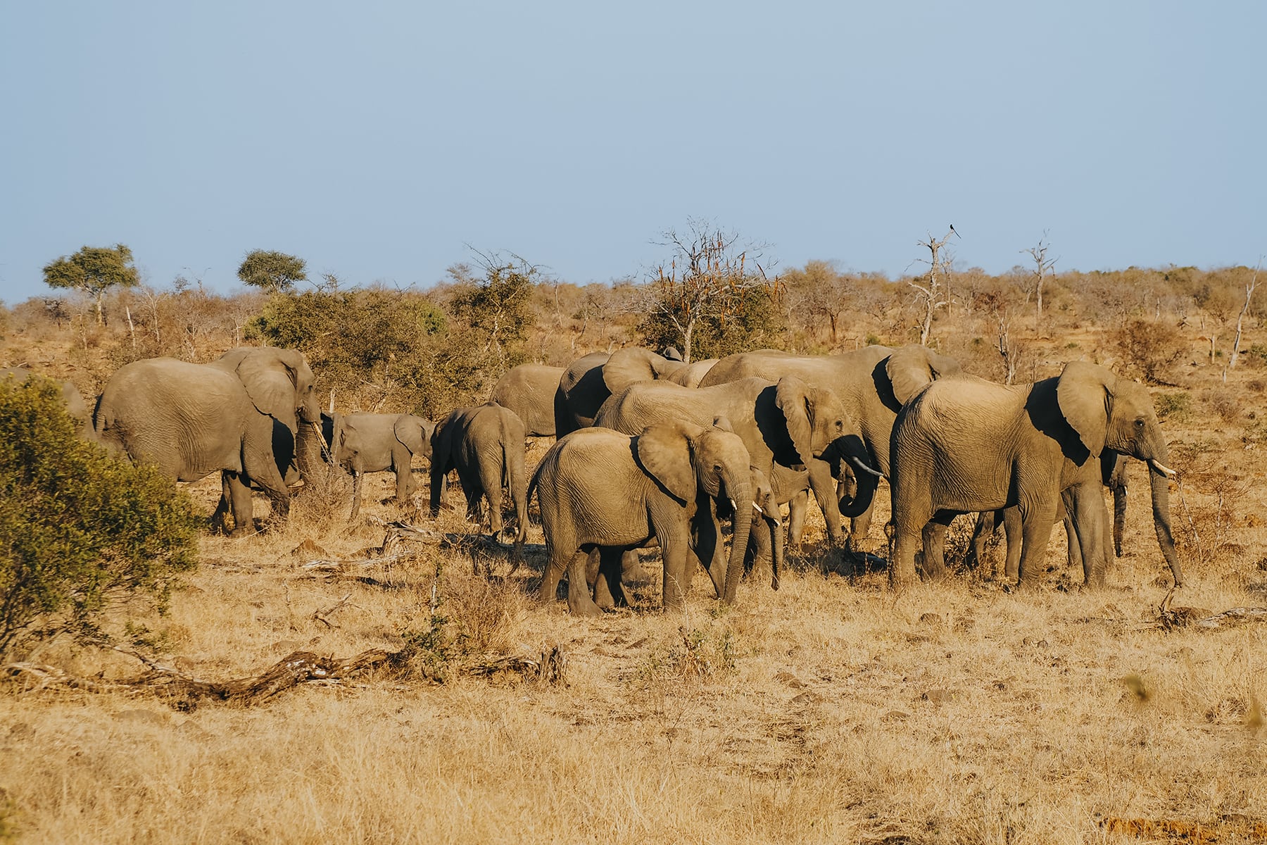 Kruger Nationalpark Sunset Safari Elefanten