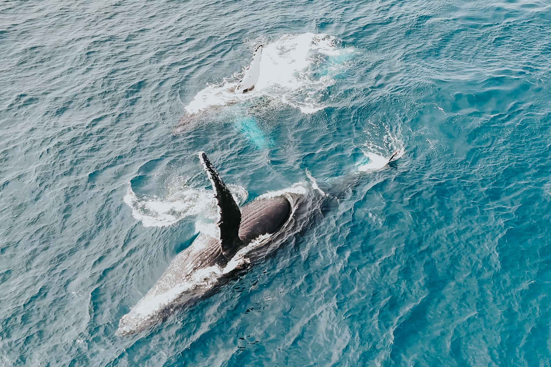 Buckelwal Südafrika Reise