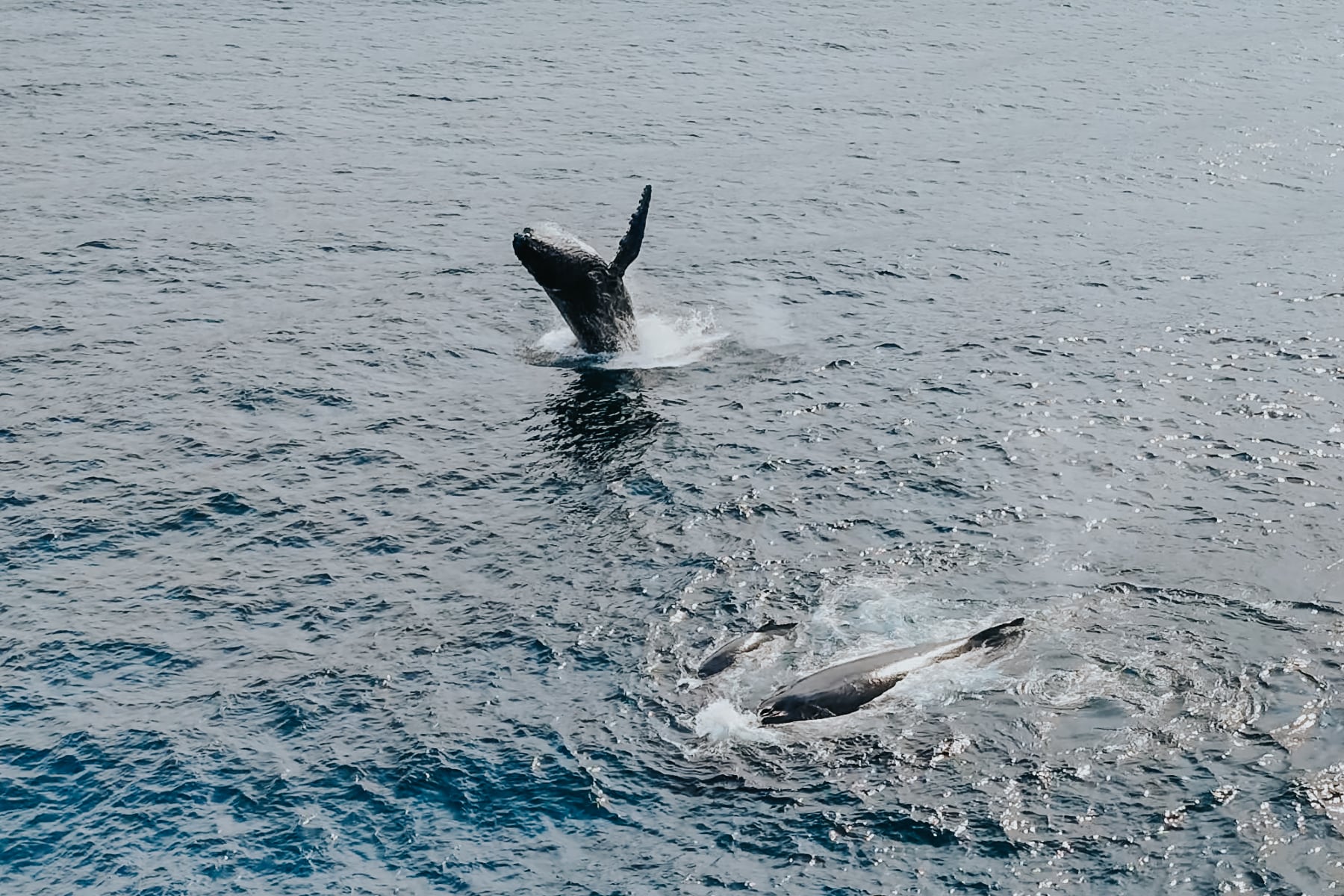 Zinkwasi Südafrika Wal Buckelwale