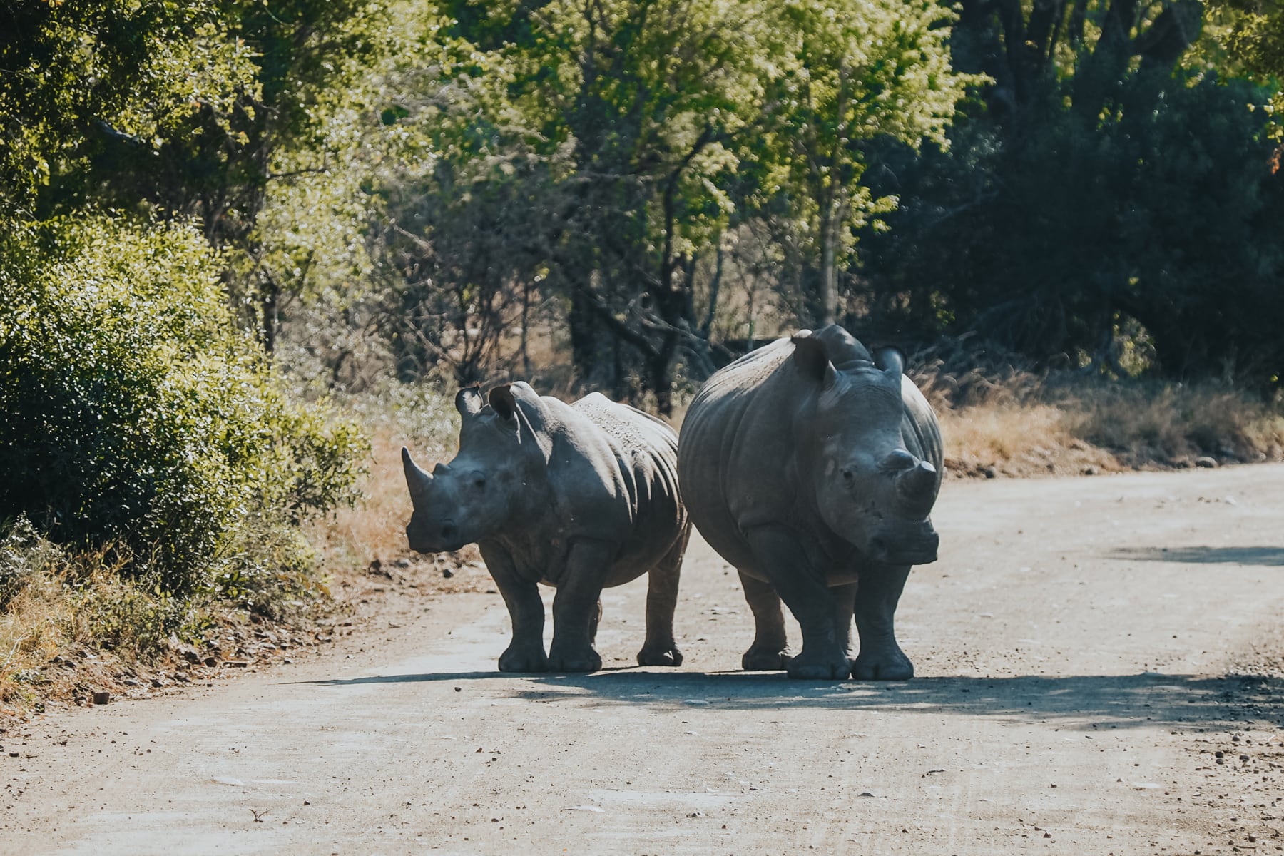 Hluhluwe-Imfolosi-Park Südafrika