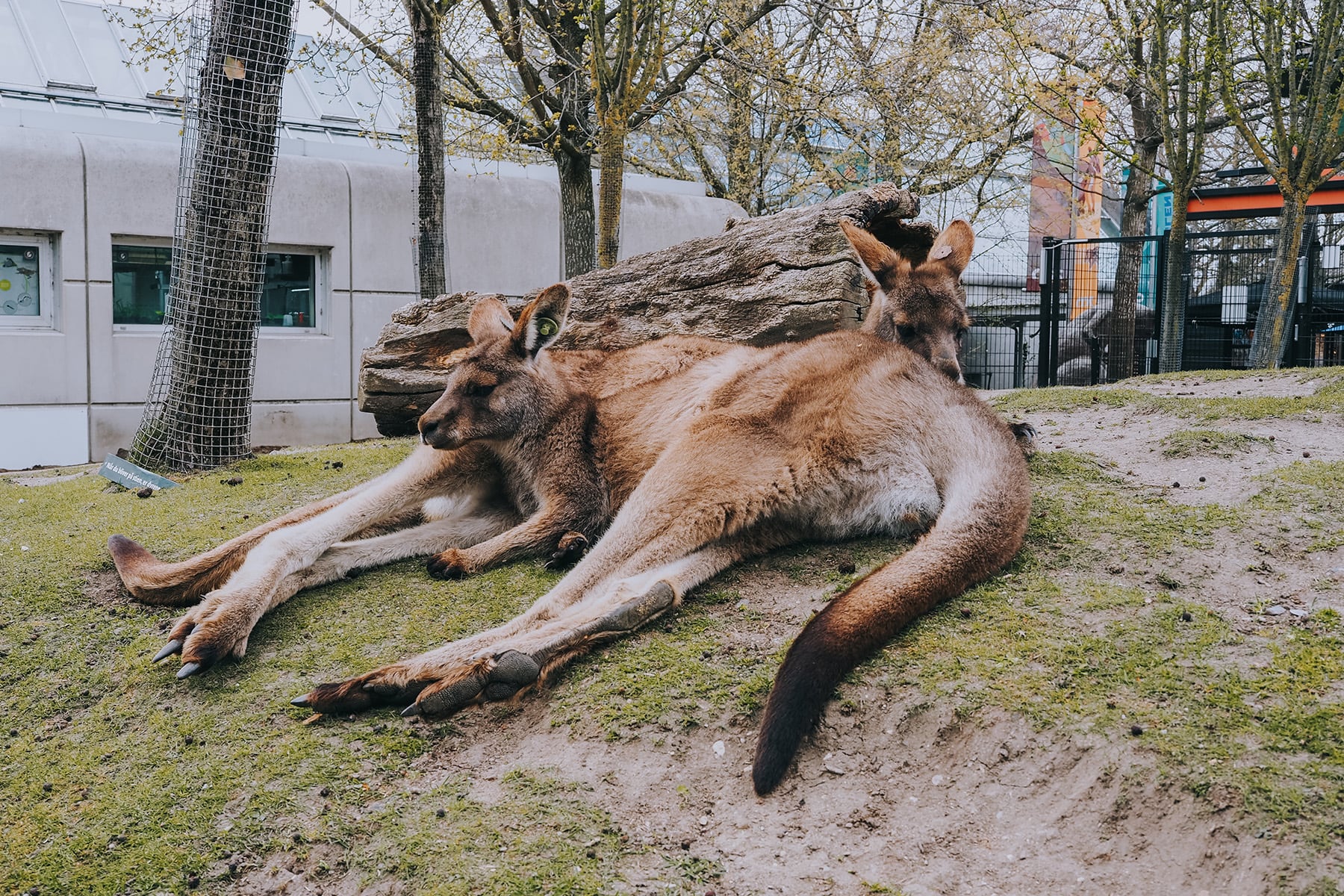 Zoo Kopenhagen: Städtetrip nach Kopenhagen in Dänemark
