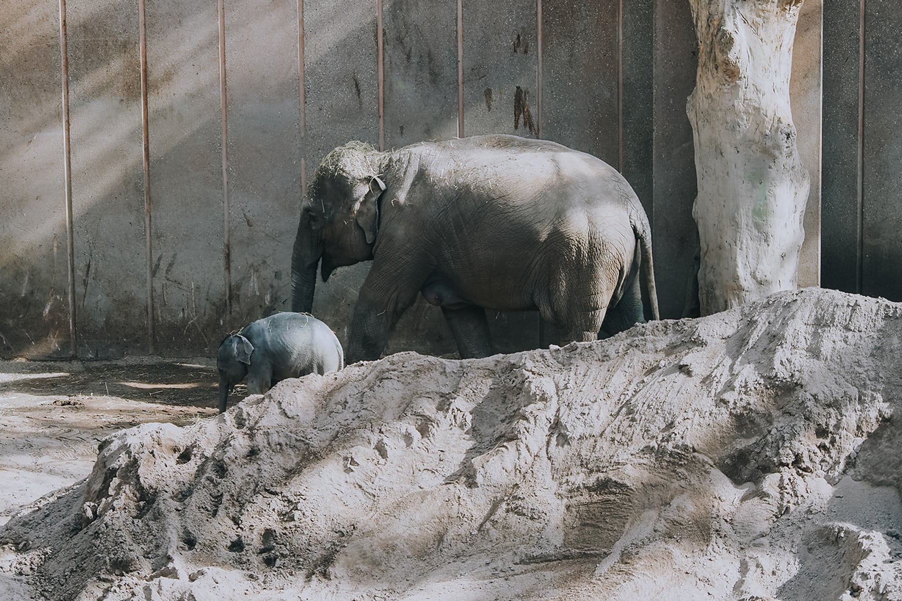 Sightseeing und Besuch im Zoo von Kopenhagen in Dänemark