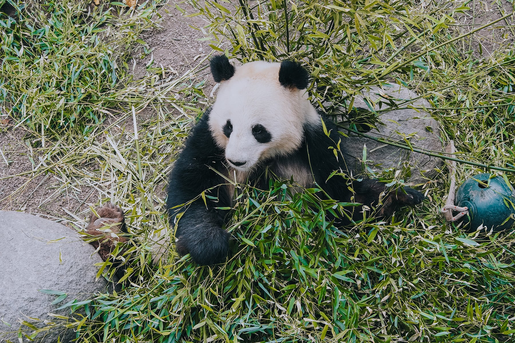 Zoo in Kopenhagen Panda Bär