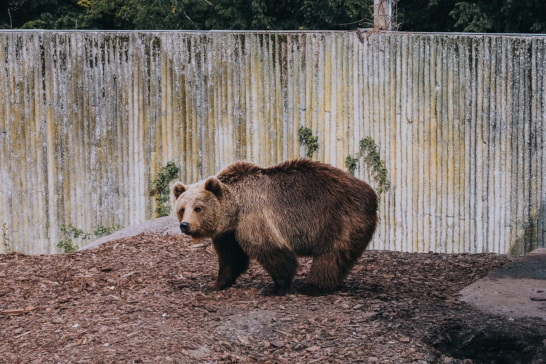 Zoo in Kopenhagen