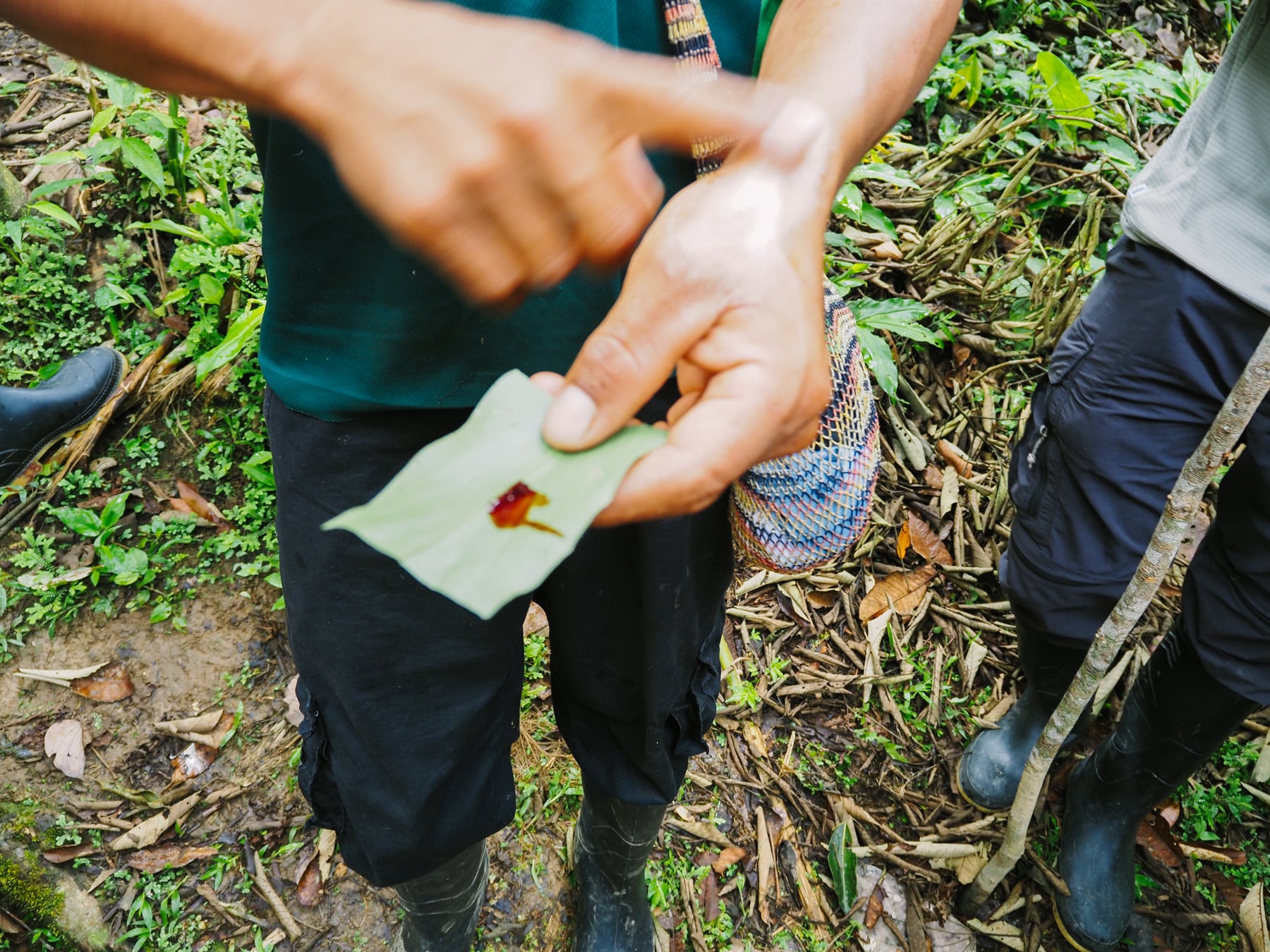 Amazonasgebiet in Ecuador
