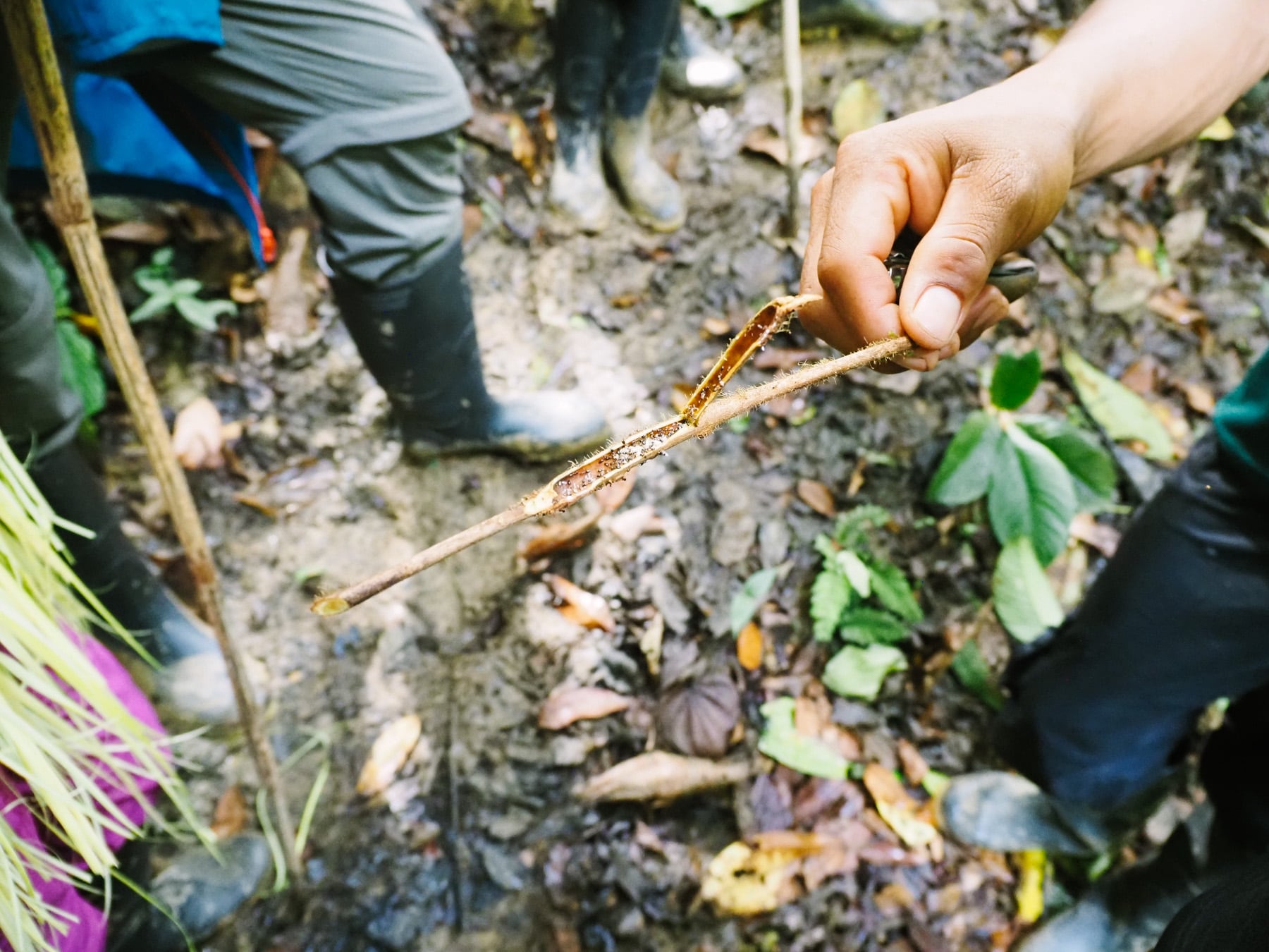 Amazonasgebiet in Ecuador