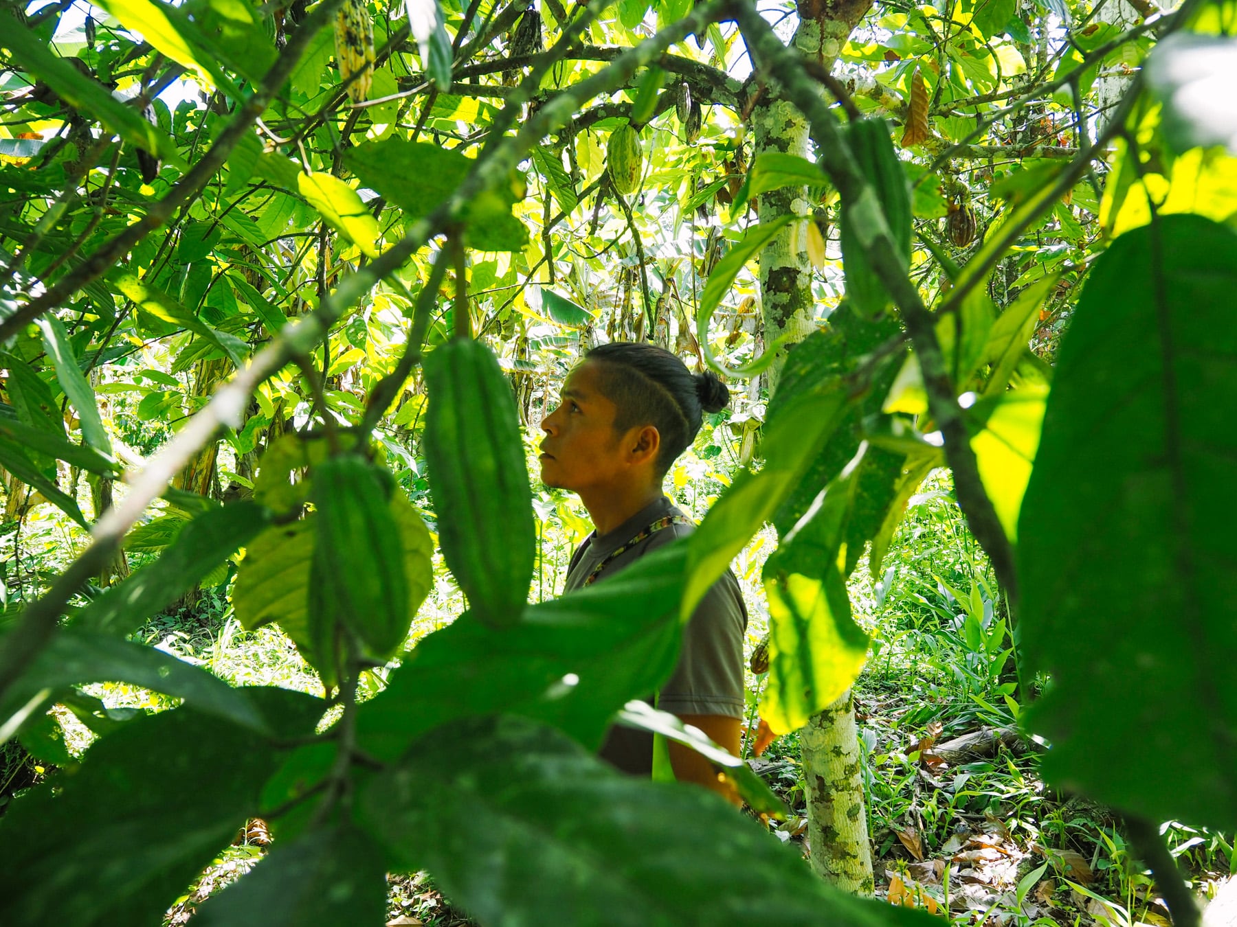 Amazonasgebiet in Ecuador