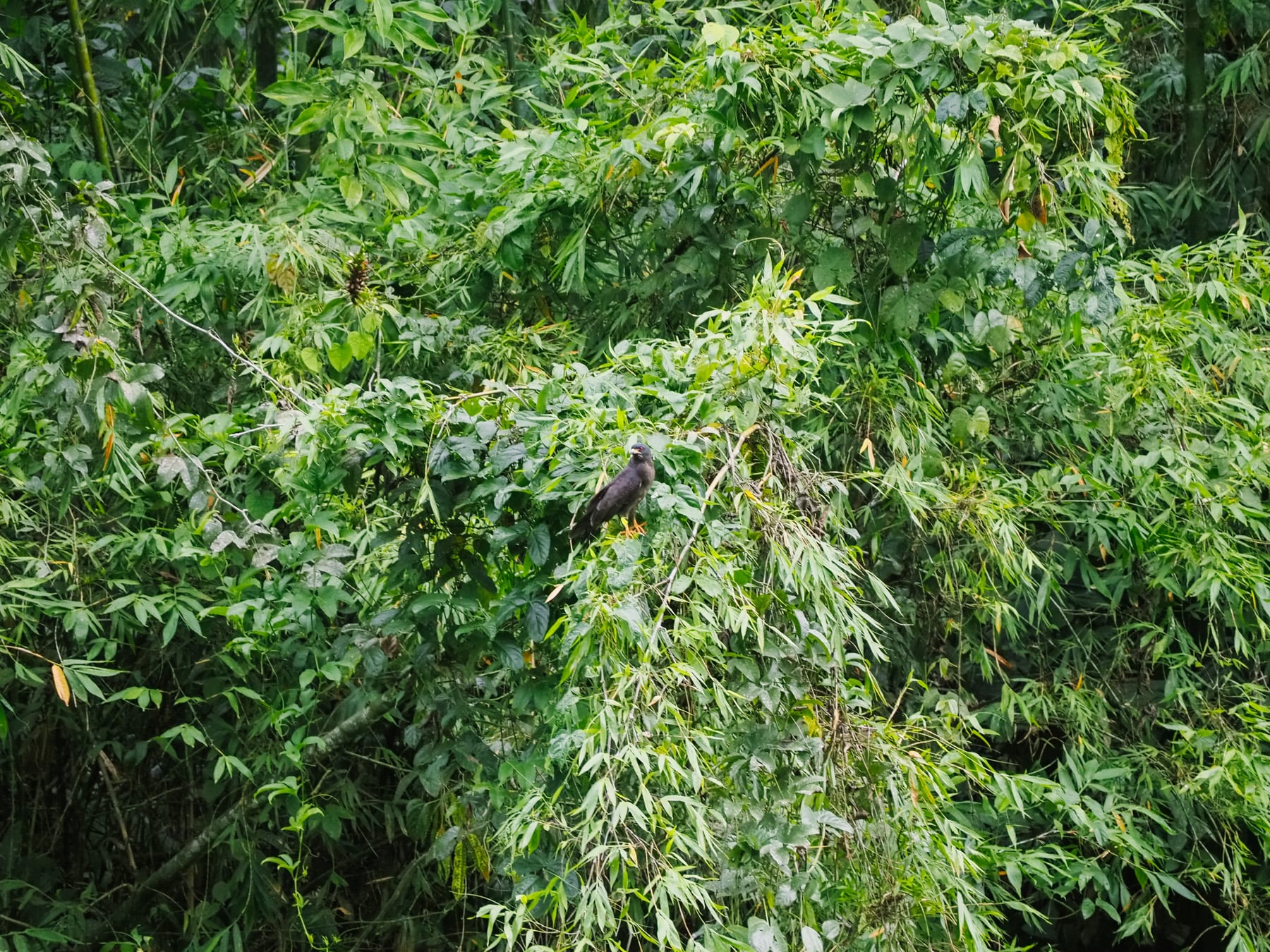 Amazonasgebiet in Ecuador