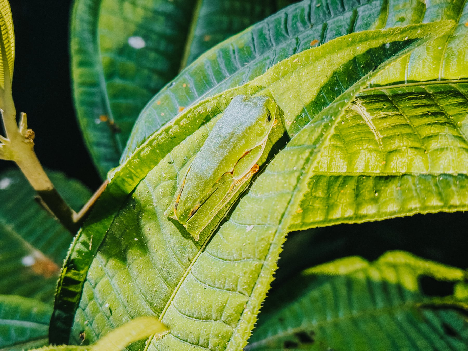 Amazonasgebiet in Ecuador