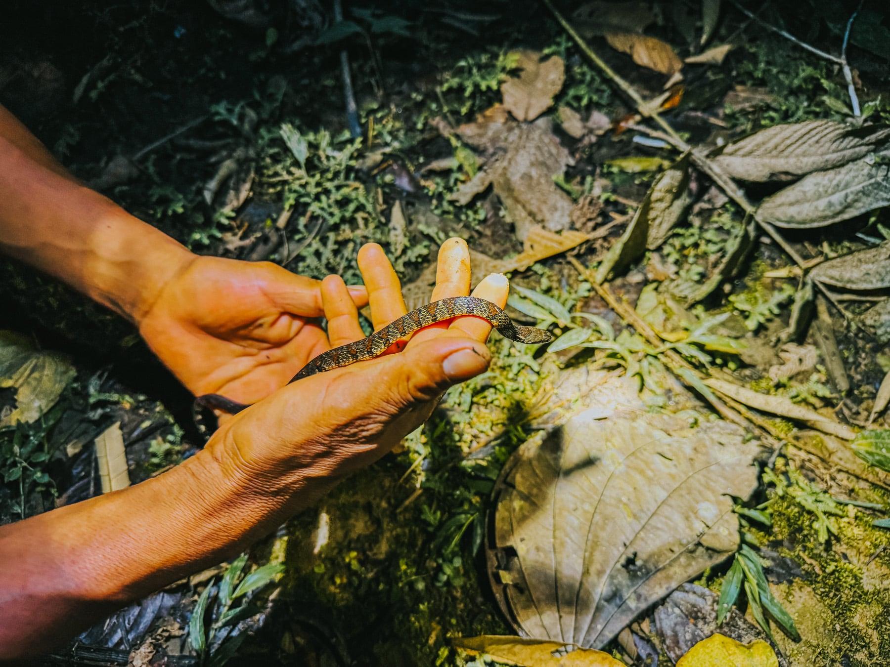 Schlange im Amazonasgebiet in Ecuador